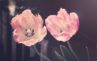 Voortuin en Community: Buurtgroen Initiatieven