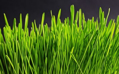 Grasonderhoud: essentiële tips voor een gezond gazon